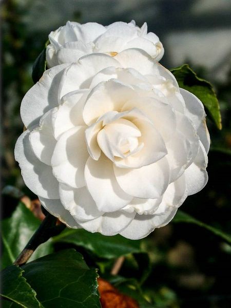 Kamelya Fidanı Beyaz Çiçekli Camellia japonica Perfection White, İTHAL, +100 cm, Saksıda