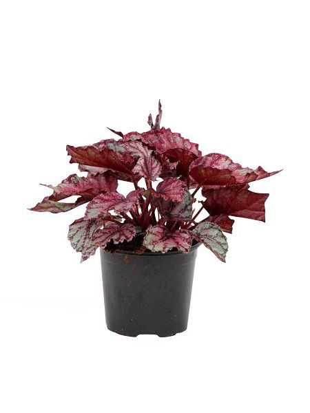 Yaprak Begonya Begonia Rex Mix, Saksıda