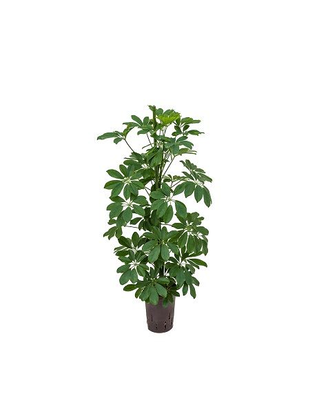 Yeşil Şeflera Bitkisi Schefflera arboricola Nora, 50-70 cm, Saksıda