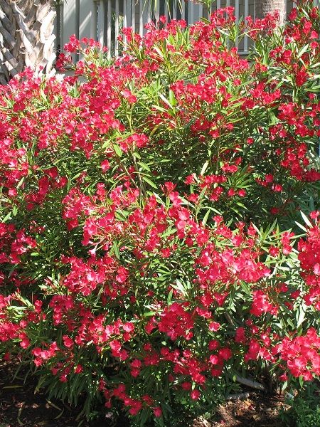 Zakkum Fidanı Kırmızı Nerium oleander Cardinal Red, Saksıda