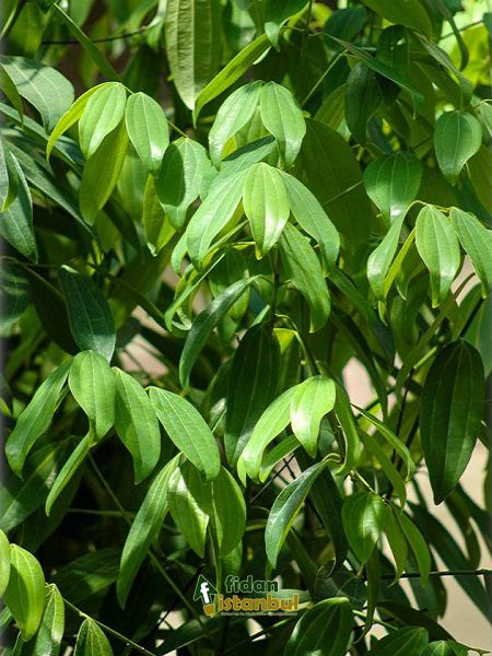 Cinnamomum zeylanicum Tarçın Fidanı, 30-40 cm, Saksıda