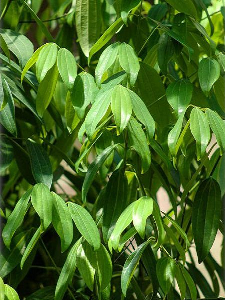 Tarçın Fidanı Cinnamomum zeylanicum, 30-40 cm, Saksıda