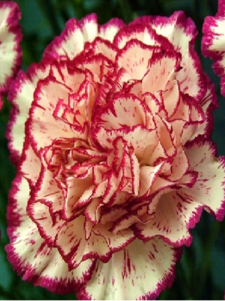 Karanfil Kırmızı-Beyaz Çizgili Çiçek Tohumu +-50 Adet
