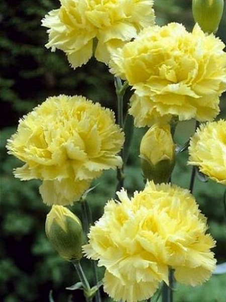 Karanfil Sarı Renk Çiçek Tohumu +- 190 Adet