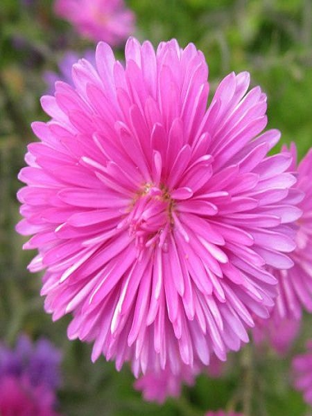 Dilber Kirpiği Çiçeği Karışık Renk Çiçek Tohumu +- 100 Adet 