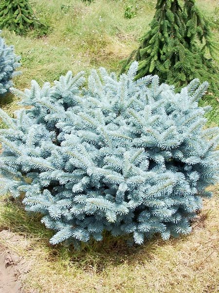 İthal Bodur Mavi Ladin Picea pungens GLAUCA GLOBOSA NANA, 20-40 cm, Saksıda