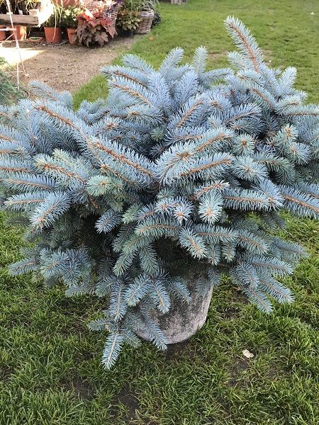 İthal Bodur Mavi Ladin Picea pungens GLAUCA GLOBOSA NANA, 20-40 cm, Saksıda