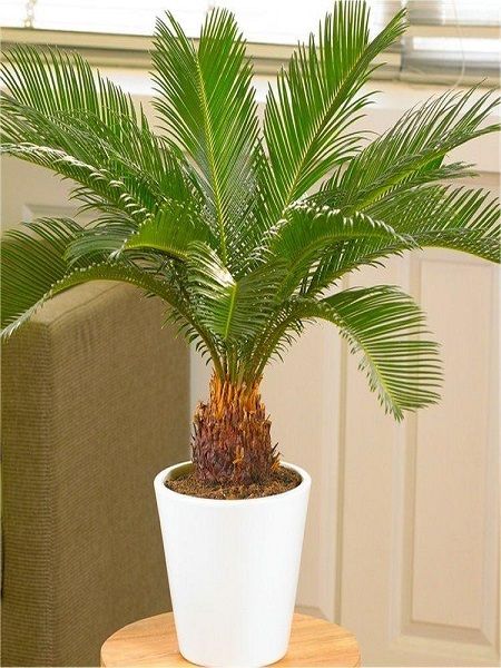 Sikas Bitkisi Japon Sago Palmiyesi Cycas revoluta, 30-40 cm, Saksıda