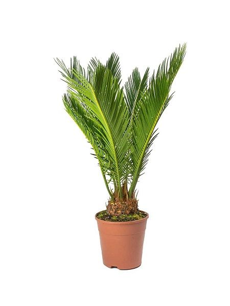 Sikas Bitkisi Japon Sago Palmiyesi Cycas revoluta, 20-40 cm, Saksıda