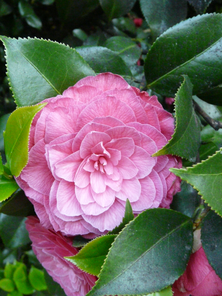 Camellia Japonica Tramonto , 100 cm