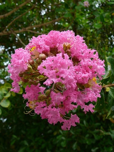 Oya Ağacı Pembe Çiçekli Fidanı Lagerstroemia indica Pink, 80-100 cm, Saksıda