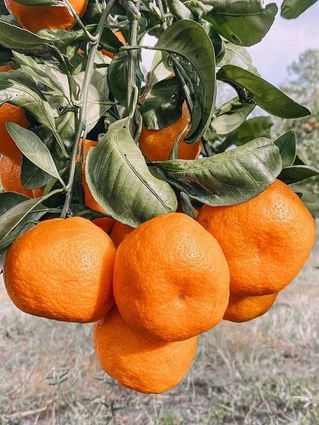 Mandalina Fidanı Satsuma (Rize) Citrus unshiu, +120 cm, +4 Yaş, Saksıda