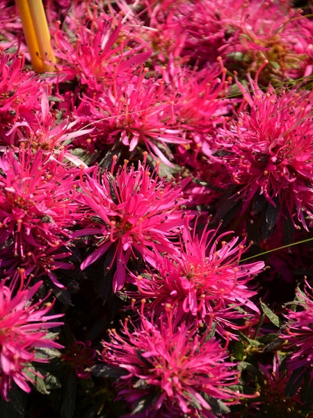 Açelya Bitkisi Pembe Çiçekli Azalea jap starstyle, İTHAL, Saksıda