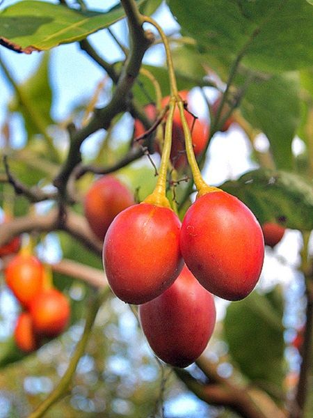 Domates Ağacı Tamarillo Solanum betaceum, 3-4 Yaş, Saksıda