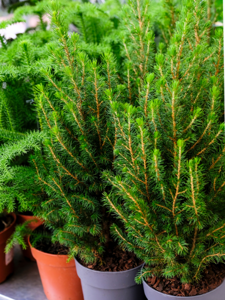 Konik Ladin Fidanı, Picea glauca 'Conica', Saksıda, 20-30 cm
