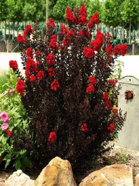 Oya Ağacı Kırmızı Çiçekli Fidanı Lagerstroemia indica Black Solıtaıre, Saksıda