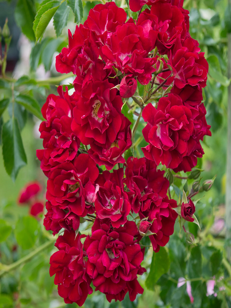 Baston Gül Fidanı Ponpon Kırmızı Rosa rambling Rosie, +120 cm, Saksıda