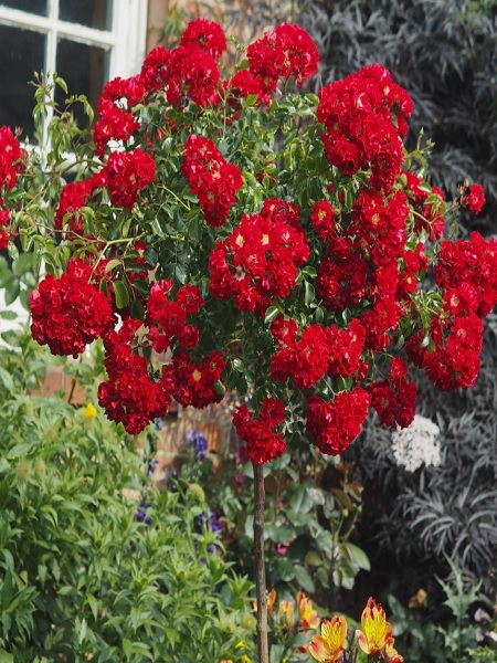 Baston Gül Fidanı Ponpon Kırmızı Rosa rambling Rosie, +120 cm, Saksıda
