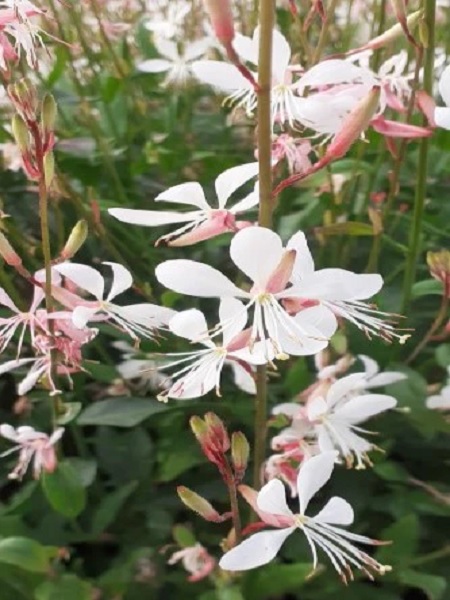 Beyaz Çiçekli Gaura lindheimeri COMPACT WHITE,  Saksıda