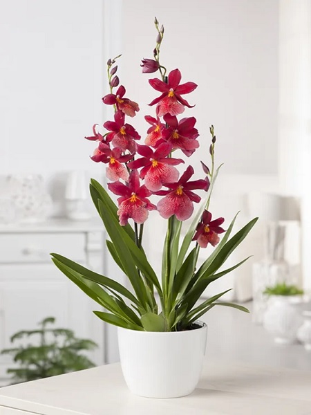 Orkide Çiçeği CAMBRİA, 40 cm, Saksıda 