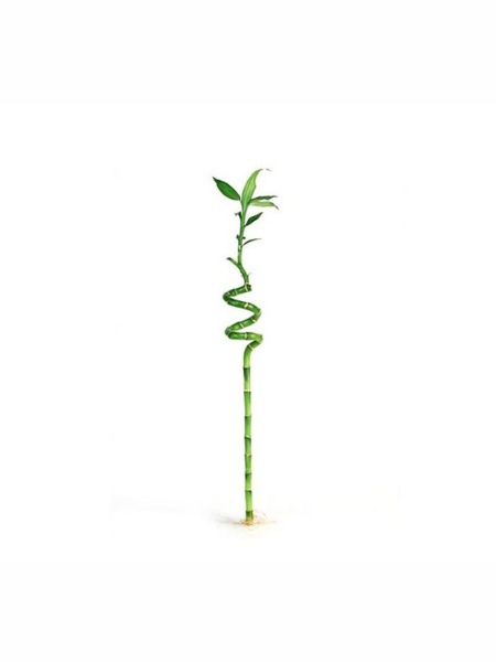 Şans Bambusu, Draceana Lucky Bamboo, 80-100 cm