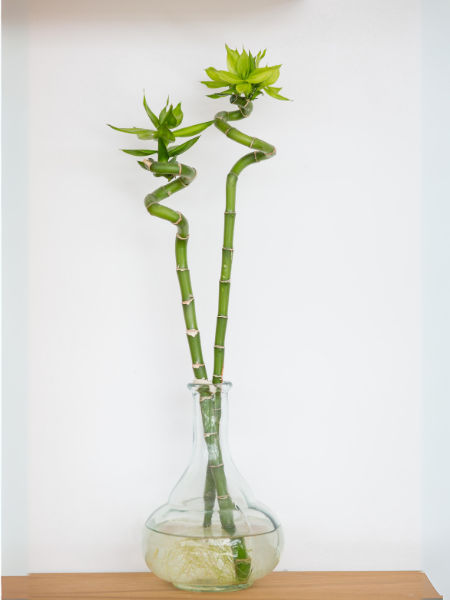 Şans Bambusu, Draceana Lucky Bamboo, 80-100 cm