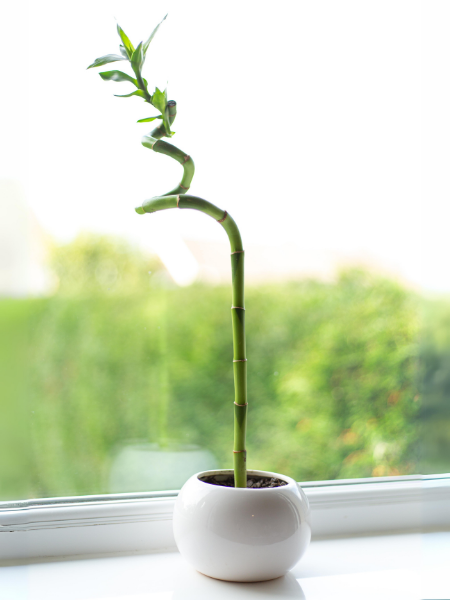 Şans Bambusu, Draceana Lucky Bamboo, 50-60 cm