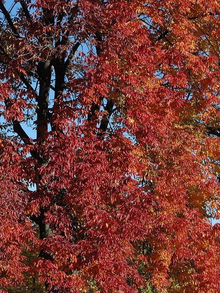 Amerikan Dişbudak Ağacı Fraxinus americana Autumn Applause, 60-80 cm, Saksıda