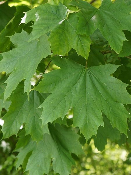 Çınar Yapraklı Akçaağaç Acer platanoides, Saksıda
