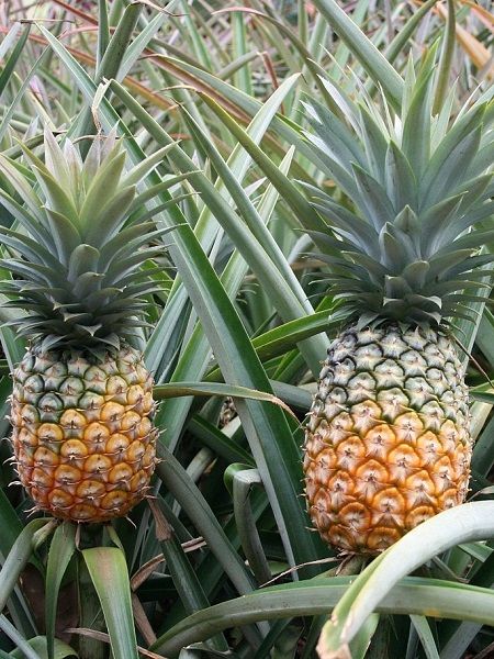 Ananas Fidanı, 30-40 cm, İTHAL, Saksıda