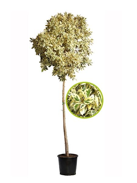 Tijli Benjamin Çiçeği Ficus benjamina, 80-100 cm, Saksıda