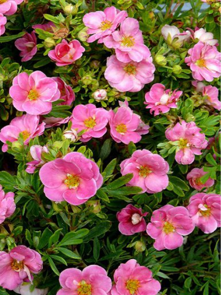 POTENTILLA fruticosa LOVELY PINK® Pink Beauty BRP 20/30 RAMIFIE