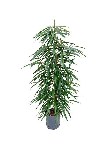 Zakkum Yapraklı Kauçuk Ficus Alii, +120 cm, Saksıda