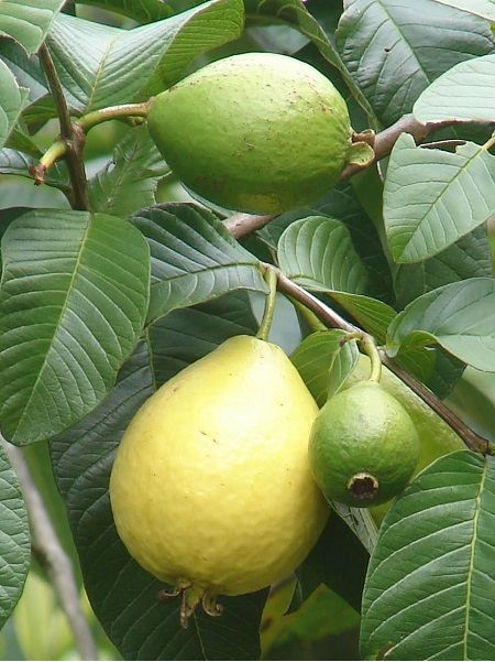 Guava Fidanı Psidium guajava, İçi Beyaz, 80-100 cm, Tüplü