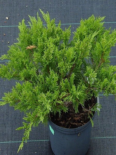 Bonsai için Sabin Ardıcı Juniperus sabina Tamariscifolia, Saksıda