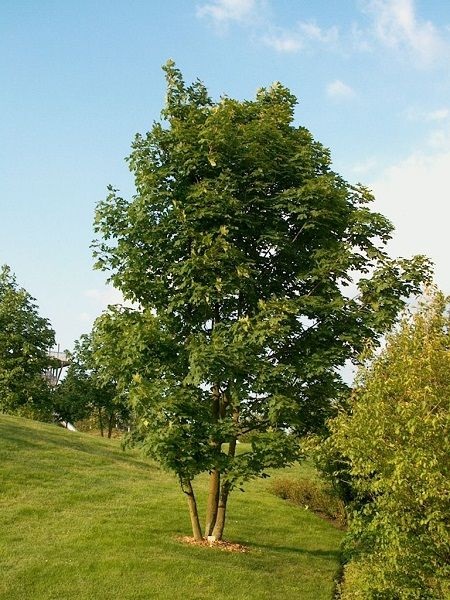 Dağ Akçaağacı Acer pseudoplatanus Negenia, +120 cm, 3 yaş, Saksıda