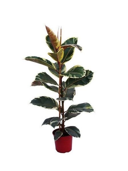 Alacalı Kauçuk Ficus elastica Variegata, 120 cm, Saksıda