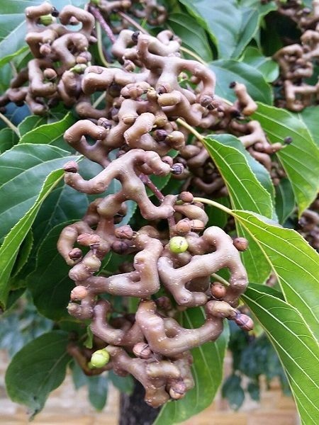 Japon Kuru Üzüm Ağacı Hovenia dulcis, 80-100 cm, Saksıda