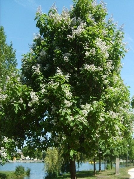 Katalpa Sigara Ağacı Catalpa bignonioides, +120 cm, Saksıda