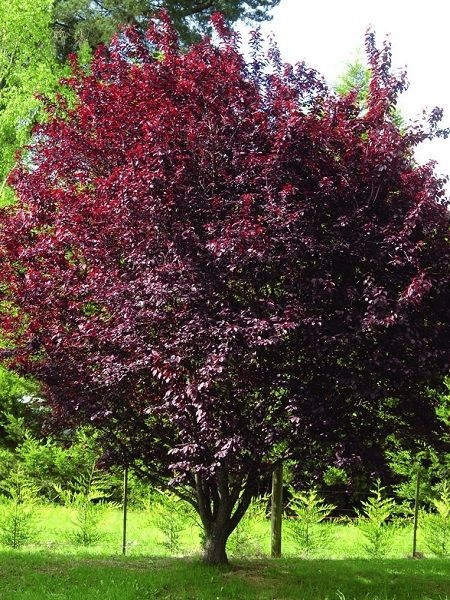 Süs Eriği Pembe Çiçekli Prunus cerasifera Pissardii, +120 cm, +3 yaş, Saksıda