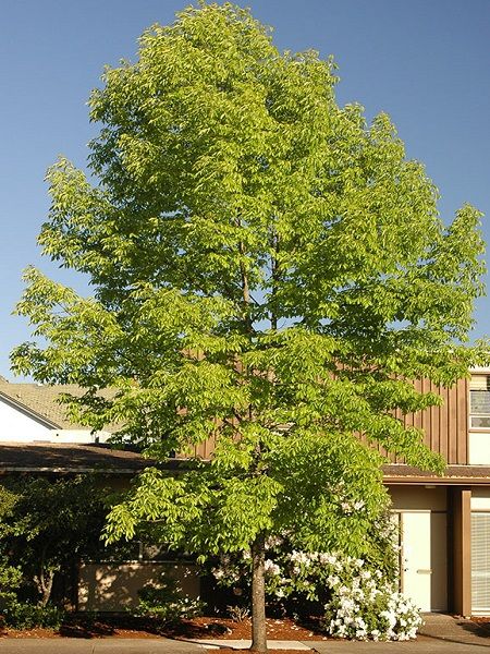 Amerikan Dişbudak Ağacı Fraxinus americana Autumn Applause, 20-40 cm, Saksıda