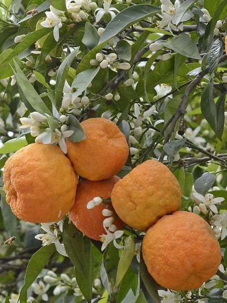 Turunç Fidanı Citrus × aurantium, 80-100 cm, Saksıda