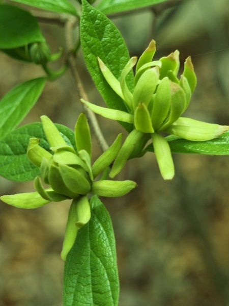 Yeşil Kadeh Çiçeği Calycanthus foridus Athens, Saksıda