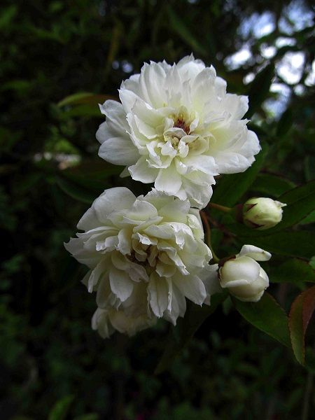 Dikensiz Ponpon Beyaz Sarmaşık Gül Fidanı Rosa banksiae Alba, +150 cm, Saksıda
