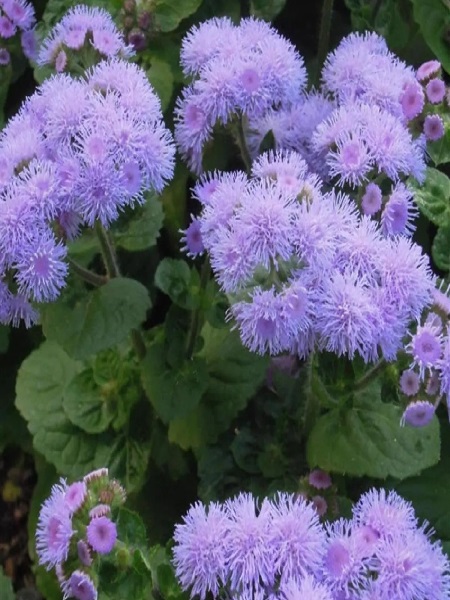 Vapur Dumanı Çiçeği Mavi Renk Çiçek Tohumu +- 50 Adet