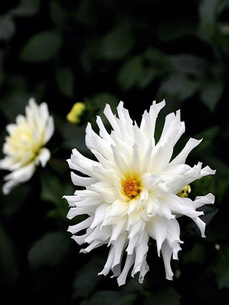 Yıldız Çiçeği Prenses Beyaz Renk Çiçek Tohumu +- 85 Adet