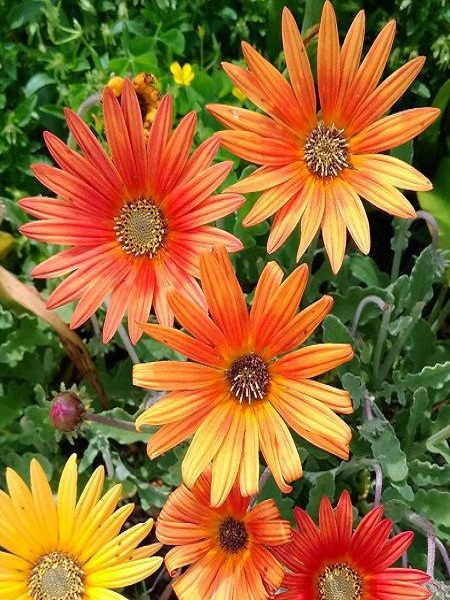 Afrika Papatyası Çiçeği Karışık Renk Çiçek Tohumu +- 30 Adet