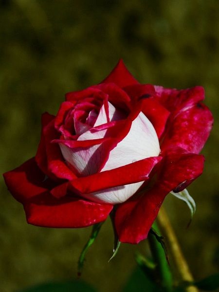 Alyans Gülü Kırmızı Beyaz Gül Fidanı Rosa osiria, Saksıda