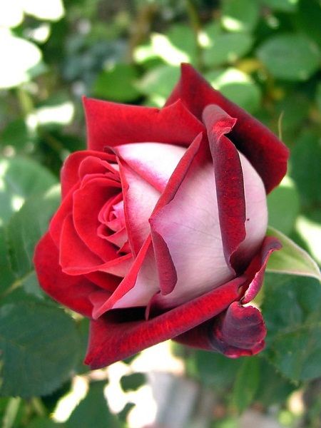 Alyans Gülü Kırmızı Beyaz Gül Fidanı Rosa osiria, Saksıda