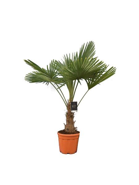 Palmiye Ağacı, Tüylü Palmiye Chamaerops excelsa, 80 cm, Saksıda